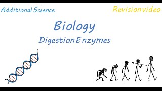 Protein Digestion and Absorption [upl. by Haliled]