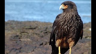 Matamico Grande o Caracara Austral Cantando Sonido para Llamar El Mejor [upl. by Midge]