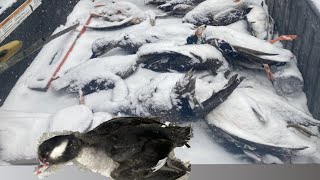 Duck Hunting Arctic blast made for an Epic last day of the season Multiple limits [upl. by Vivian]