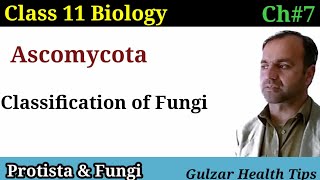 Ascomycota  classification of Fungi  kingdom Fungi  class 11 biology [upl. by Oiled]