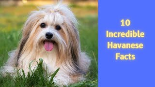 10 Incredible Havanese Facts [upl. by Fletcher]