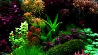 30 Gallon Dutch Aquarium 3 months [upl. by Claud]