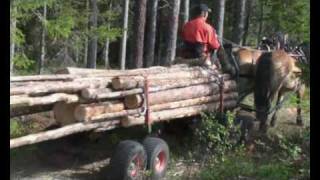 Horse logging in Swedish Laplandwmv [upl. by Dranrev980]