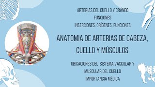 Anatomía de arterias de cabeza cuello y músculos [upl. by Leunamnauj]