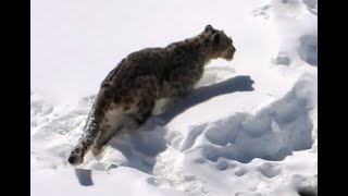 SNOW LEOPARD Walking in Snow  18 [upl. by Llehsor103]