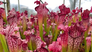 Potting on Sarracenia in Spring [upl. by Pallaten]