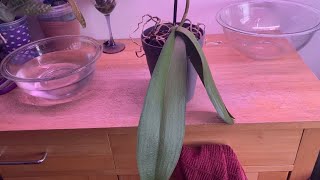 Rehabilitate a Phalaenopsis with meorchid rescue with water culture [upl. by Nylzzaj]