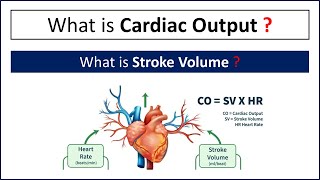 What is Cardiac Output  What is Stroke Volume [upl. by Newlin]