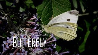 The Pieris Brassicae Butterfly [upl. by Aitnahs526]