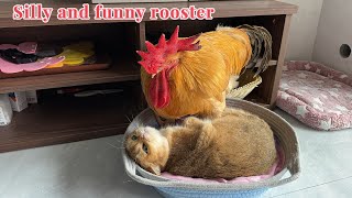 The rooster tried to sleep with the kitten kikig and was beaten by the kittens friend Funny cute [upl. by Hemingway]