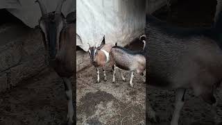 Kənd həyatı LaMancha goat doğalyaşam koyvlog farming [upl. by Anaitit]