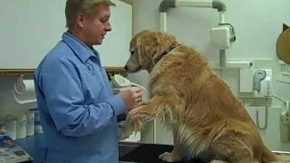 Heartworm Tests Naperville IL Woodridge IL Bolingbrook IL Plainfield IL 630 3556164 [upl. by Alejandro]