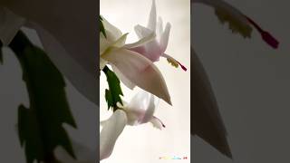 Schlumbergera Truncata 蟹爪兰 20241101 [upl. by Enilrem]