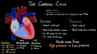 The Cardiac Cycle  The Lub Dub of a Heartbeat [upl. by Sirovart]