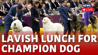 Westminster Club Dog Show LIVE  Miniature Poodle Wins Top Prize At Westminster Kennel Club Dog Show [upl. by Verena]