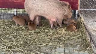 Capybaras selfcopy has over 10000 fans Live broadcast of Capybara Capybara Baby Capybaras m [upl. by Aticilef]