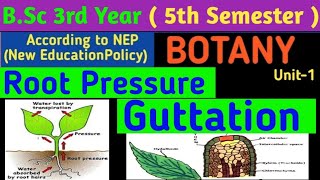 BSc 3rd Year 5th Semester Botany Unit 1Root Pressure in HindiGuttation in HindiHydathode in Hindi [upl. by Larry515]