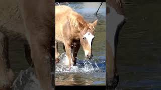 Wonderful Wild Horse horse wildlife nature [upl. by Ahsinahs]