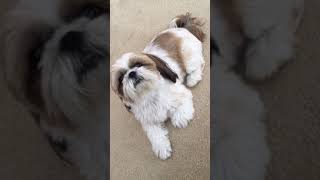 Shih Tzu talking back [upl. by Salahi731]