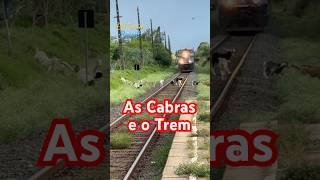 As Cabras de Tatu… sempre na correria com o Trem 🐐 🚂 [upl. by Gnouc]