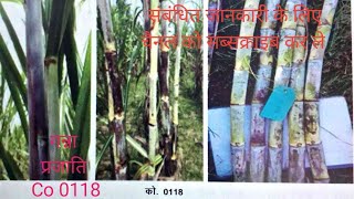 sugarcane variety Co 0118 ganna prajati Co 0118 new ganna [upl. by Onairot67]