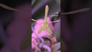 Epidendrum magnoliae Green Fly 🪰 [upl. by Atnovart68]