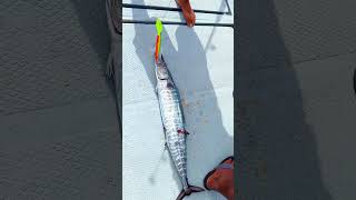 Wahoo thelifeofafisherman fishing shorts short youtubeshorts youtube shortvideo [upl. by Trilbee963]