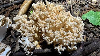 Ramaria pallida September 29 2024 [upl. by Nellaf]