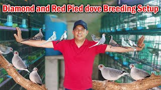 Diamond dove breeding setup  Diamond pied dove  Red Pied Dove  Dove Breeding and Care Tips [upl. by Johathan]