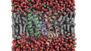 Ion permeation through a potassium channel [upl. by Eceertal]