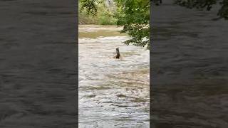 Tuckasegee Flooding 92724 [upl. by Enidualc]