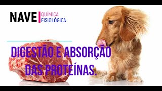 Digestão e absorção de proteínas [upl. by Lerad]