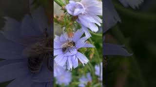 Piekne ujecie 🐝 na nazwa botaniczna Cichorium intybus freetime nature flowers love [upl. by Ynehteb548]