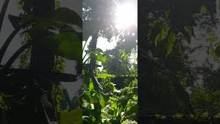 Relaxing Short Videos heavenlyenjoythenatureoftheworld [upl. by Bosson]