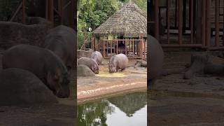 Had the chance to visit the Guatemalan Zoo zoo guatemala guatemalacity travel animals nature [upl. by Hedva]