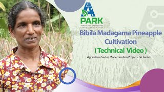 Bibila Madagama Pineapple  Technical Video [upl. by Esirahc]