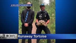 Silverthorne Police Catch Runaway Tortoise After SlowSpeed Chase [upl. by Allesiram]