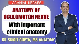 OCULOMOTOR NERVE  CRANIAL NERVE III  ANATOMY [upl. by Leugim]