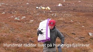 Hundmat räddar livet på hungriga fjällrävar [upl. by Maryjane]