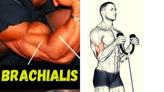 BRACHIALIS WORKOUT  entrainement spécial épaisseur des bras [upl. by Stock229]