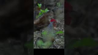 Grey Junglefowl  Male calling fowls junglefowl birds [upl. by Oliviero]