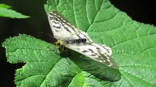 Female Clodius Parnassian Parnassius clodius [upl. by Nyrak731]