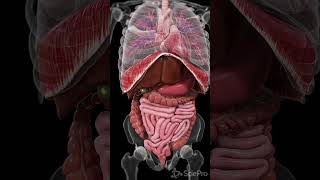 Explore the Dynamic Movements Inside Your Body anatomy meded 3danimation [upl. by Rena69]