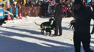 Fur Rondy Dog Sled Races 2024 Anchorage Ak [upl. by Enyawud]