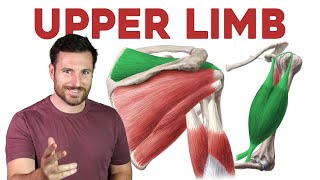 How To Remember Every Muscle in the Upper Limb and Arm  Corporis [upl. by Adora]