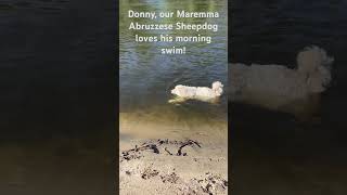 Donny our Maremma Abruzzese Sheepdog loves his morning swim at Kettle Haven Ranch [upl. by Eicnan]