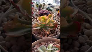 Вашему вниманию Echeveria Yellow Cloud…💐 [upl. by Cordelia144]