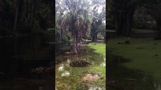 HURRICANE Idalia STORM SURGE Homosassa Florida [upl. by Slaughter791]