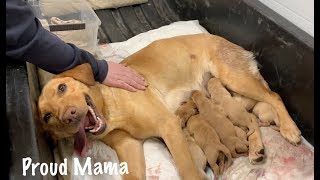 Puppies Being Born Natural Birth Highlights from Our Dogs First Litter [upl. by Markman]