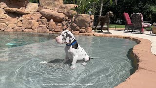 Great Dane Puppy Sits In the Pool amp Watches Big Dog Sisters Run Zoomies amp Swim [upl. by Limak]